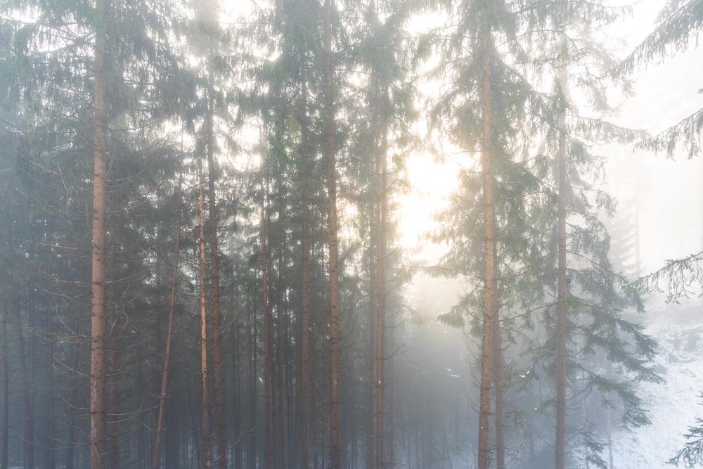 Light and fog in the forest, Magdalensberg, Austria
