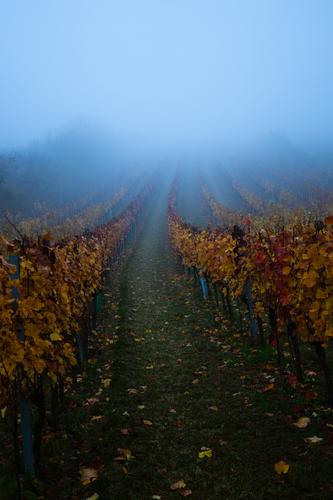 Nussberg, Vienna, Austria